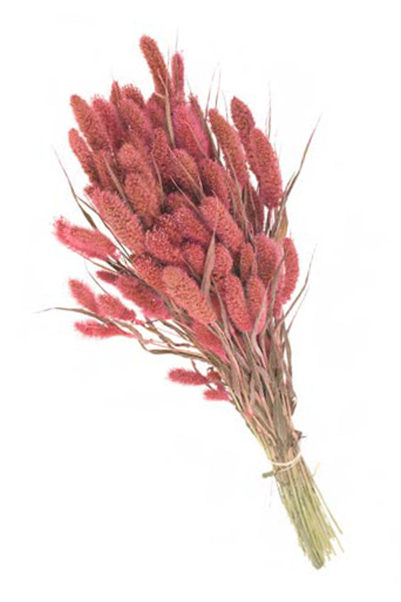 BUNCH SETAREA PINK