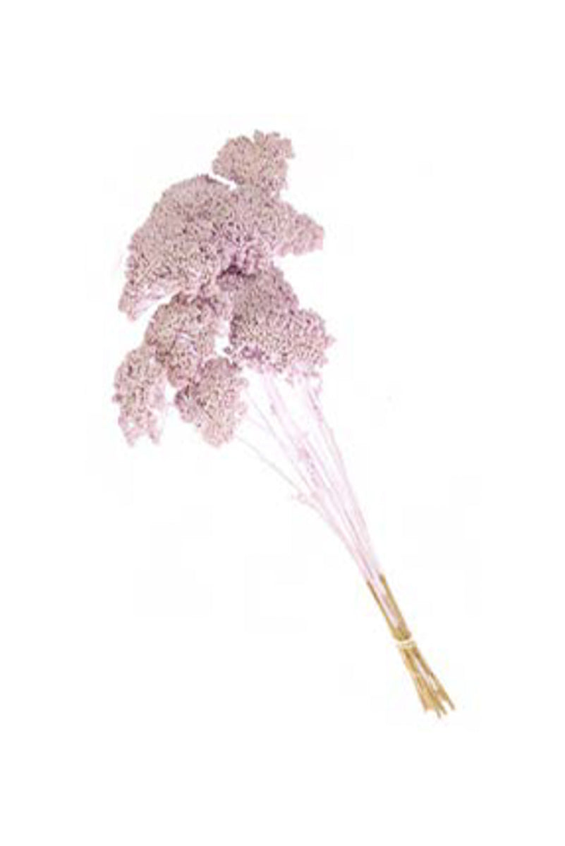 BUNCH ACHILLEA PARKER LILAC MI