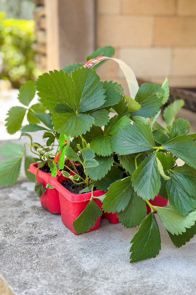 Fruit, Strawberry
