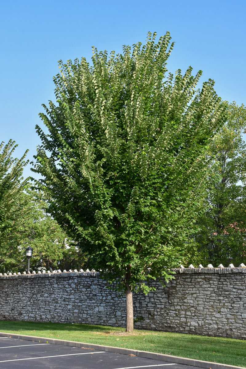 Elm, Princeton
