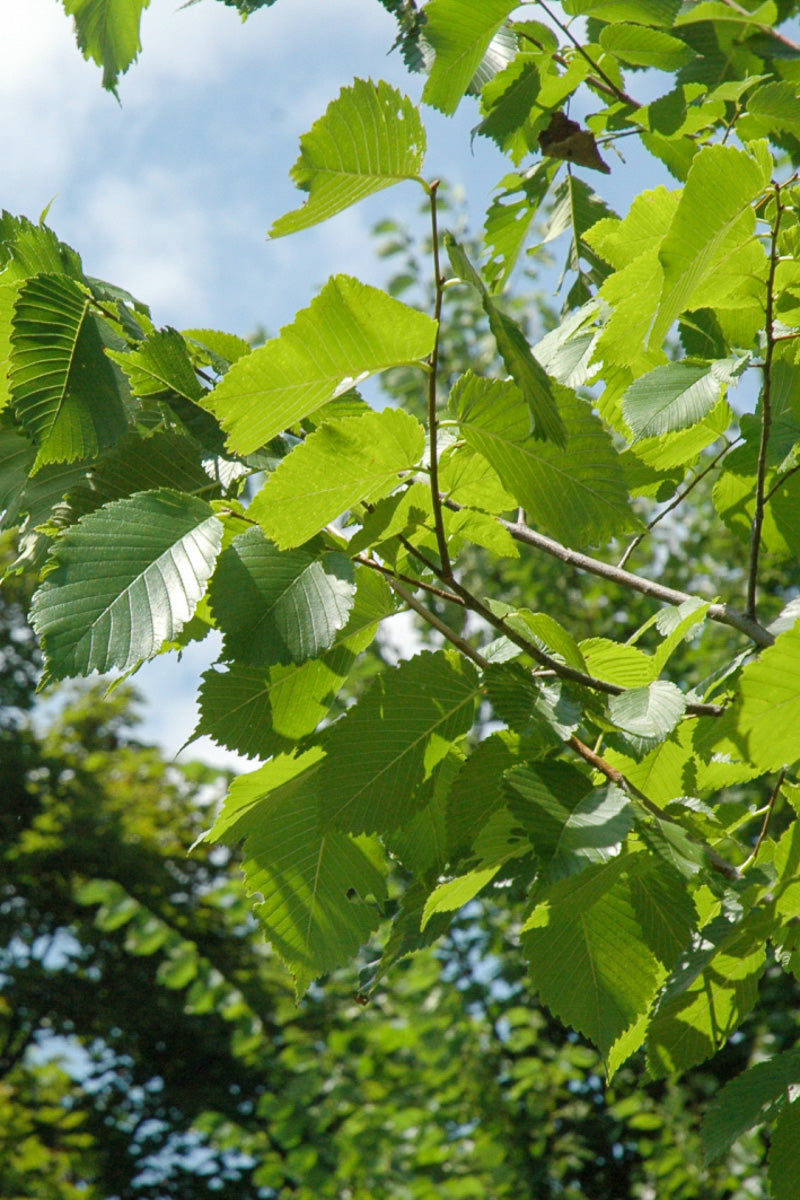 Elm, Princeton