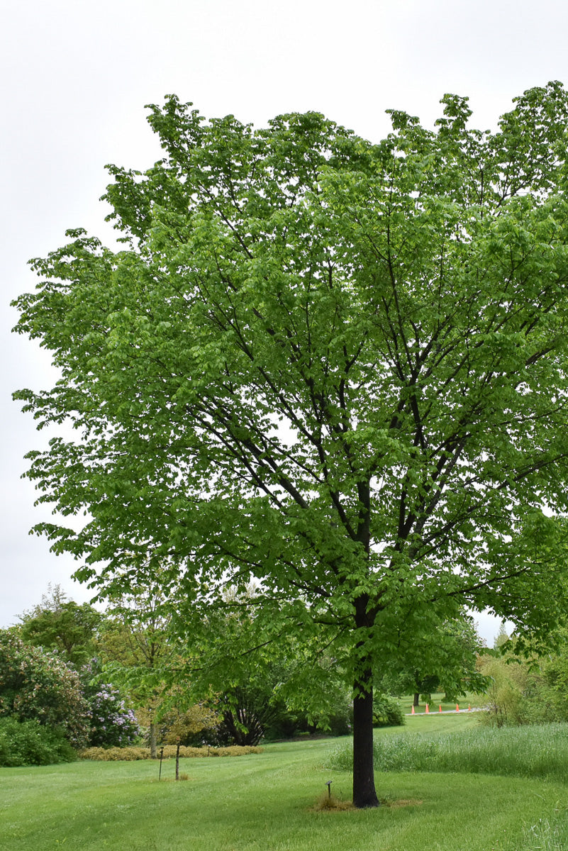 Elm, Valley Forge