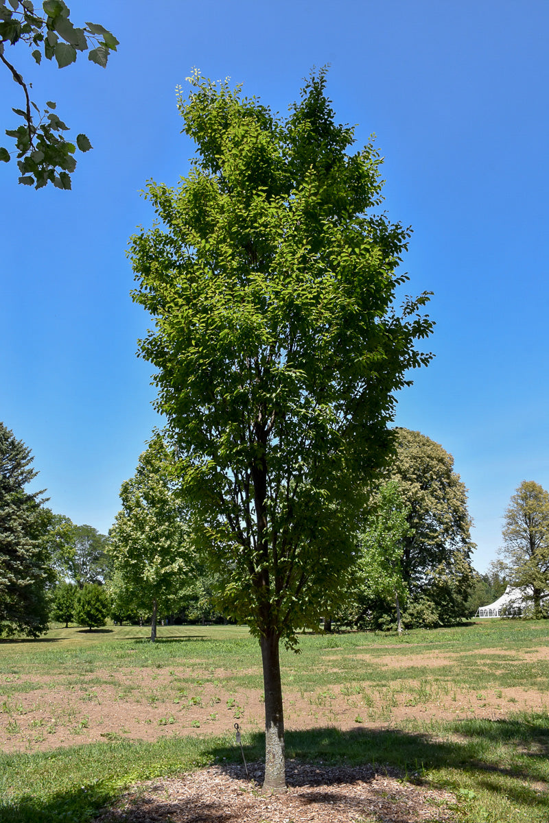 Japanese Zelkova, Musashino