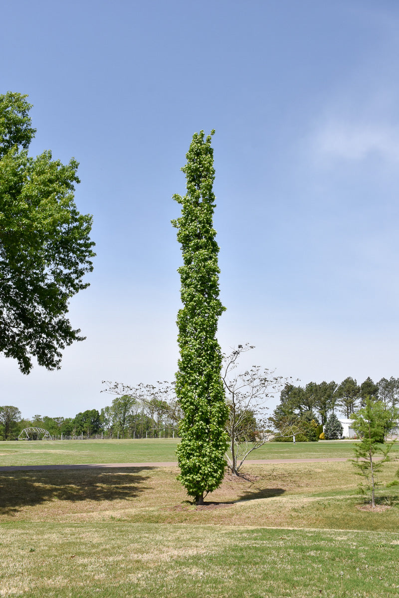 Sweetgum, Slender Silhouette