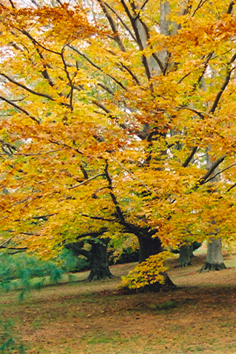 Beech, American (native)