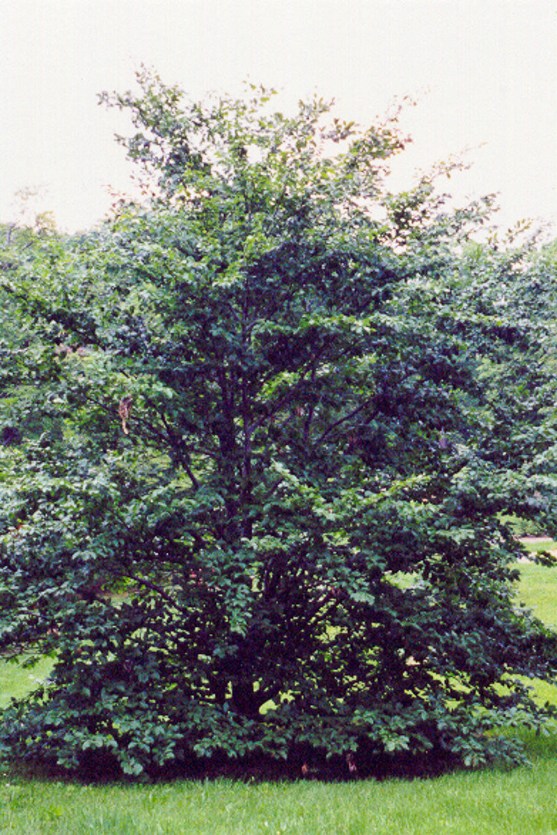 Beech, American (native)