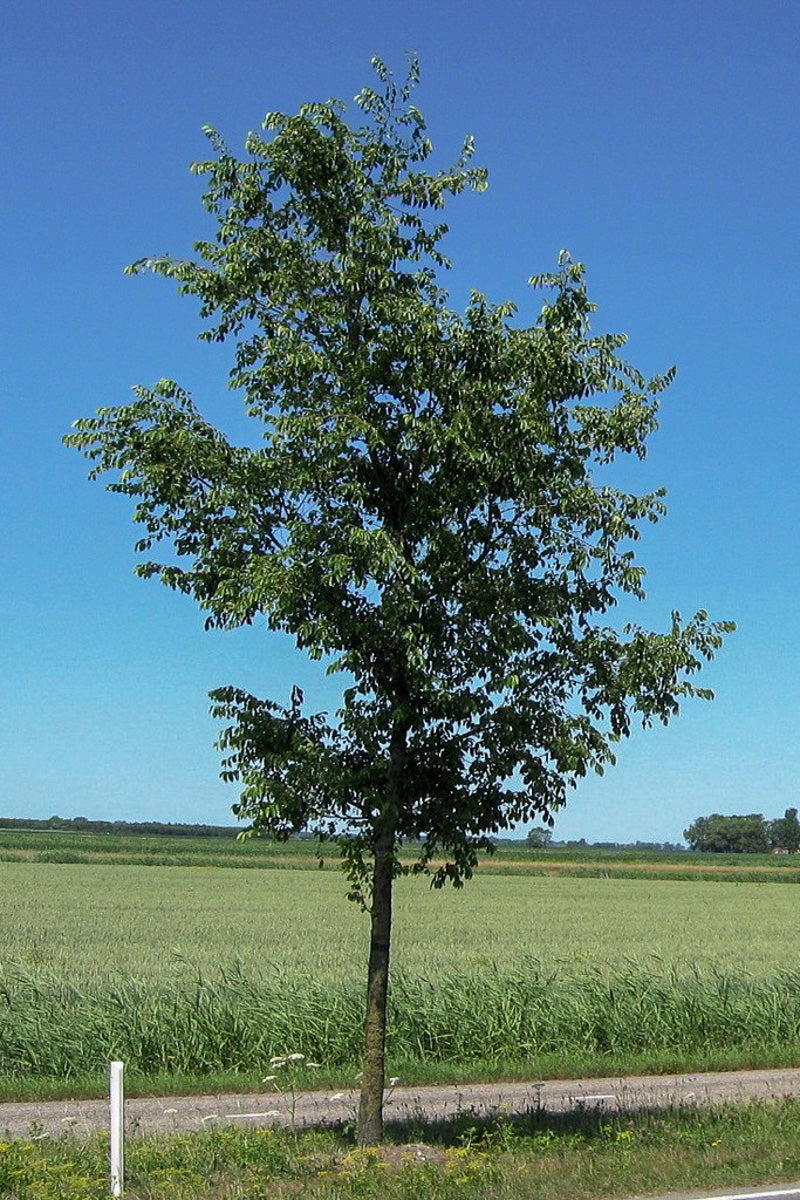 Elm, Homestead