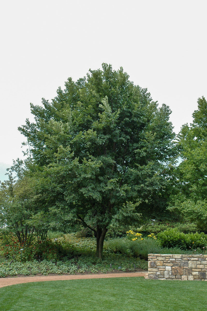 Elm, New Horizon