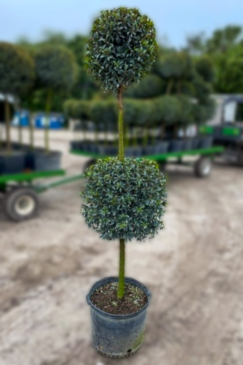 Eugenia, Topiary 2 Ball 14"