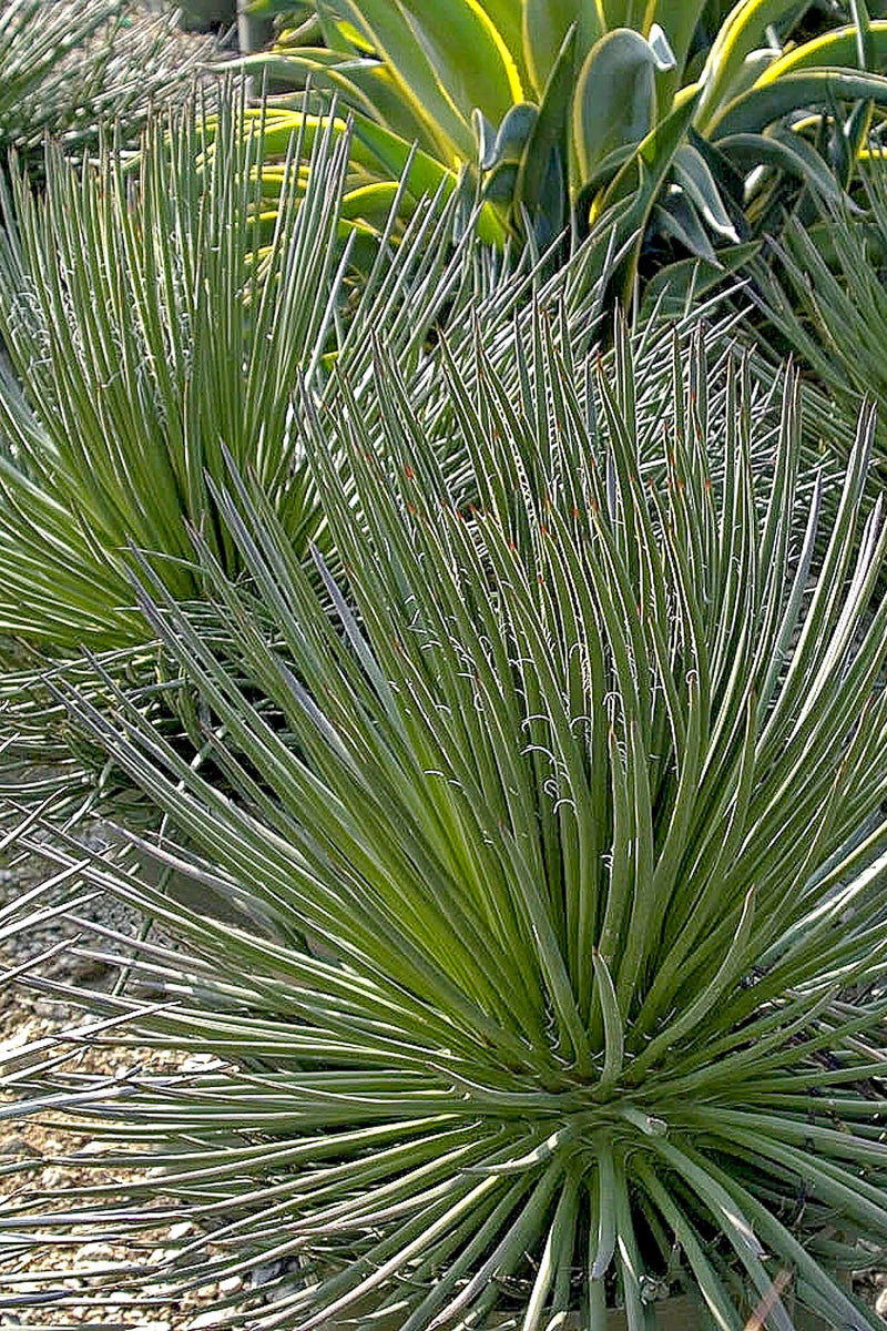 Agave, Gemini 5G