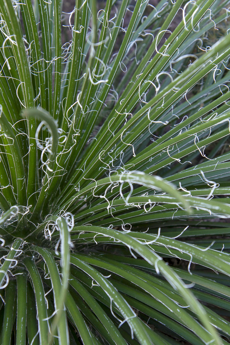 Agave, Gemini 5G