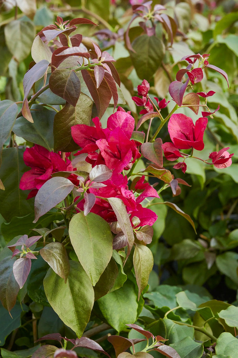 Bougainvillea, Burgundy Queen 1G