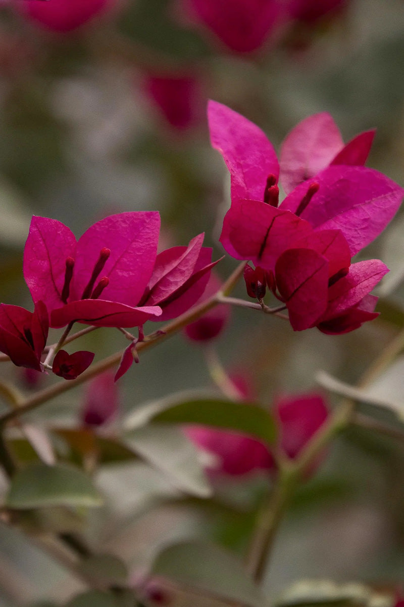 Bougainvillea, Burgundy Queen 1G