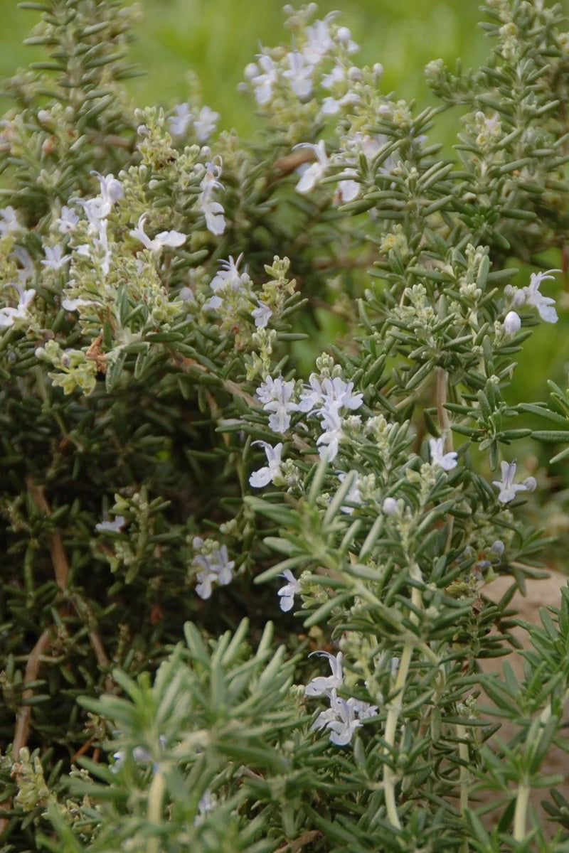 Rosemary, Huntington Carpet 1G