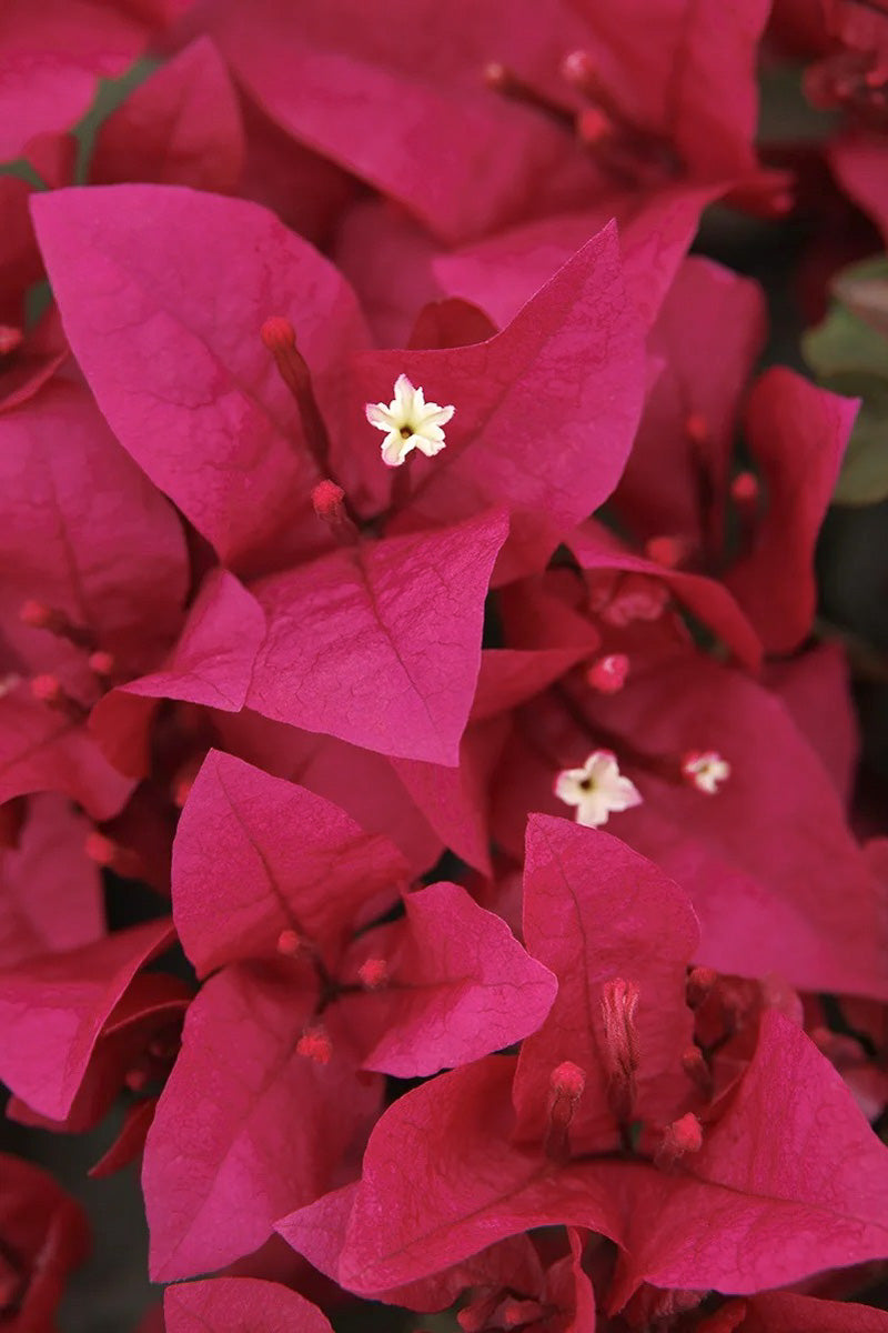 Bougainvillea, Burgundy Queen 1G