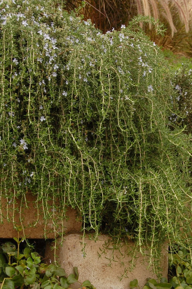 Rosemary, Huntington Carpet 1G