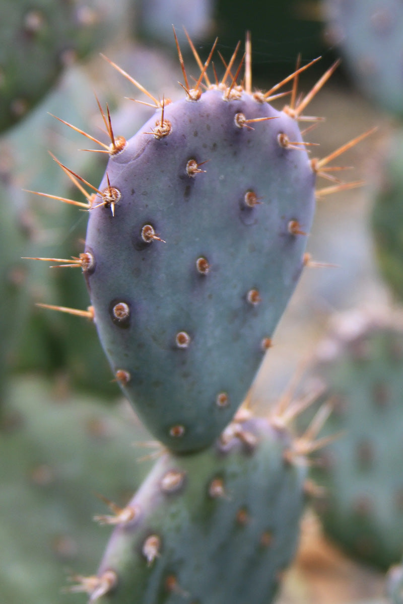 Opunita Baby Rita Prickly Pear 2G