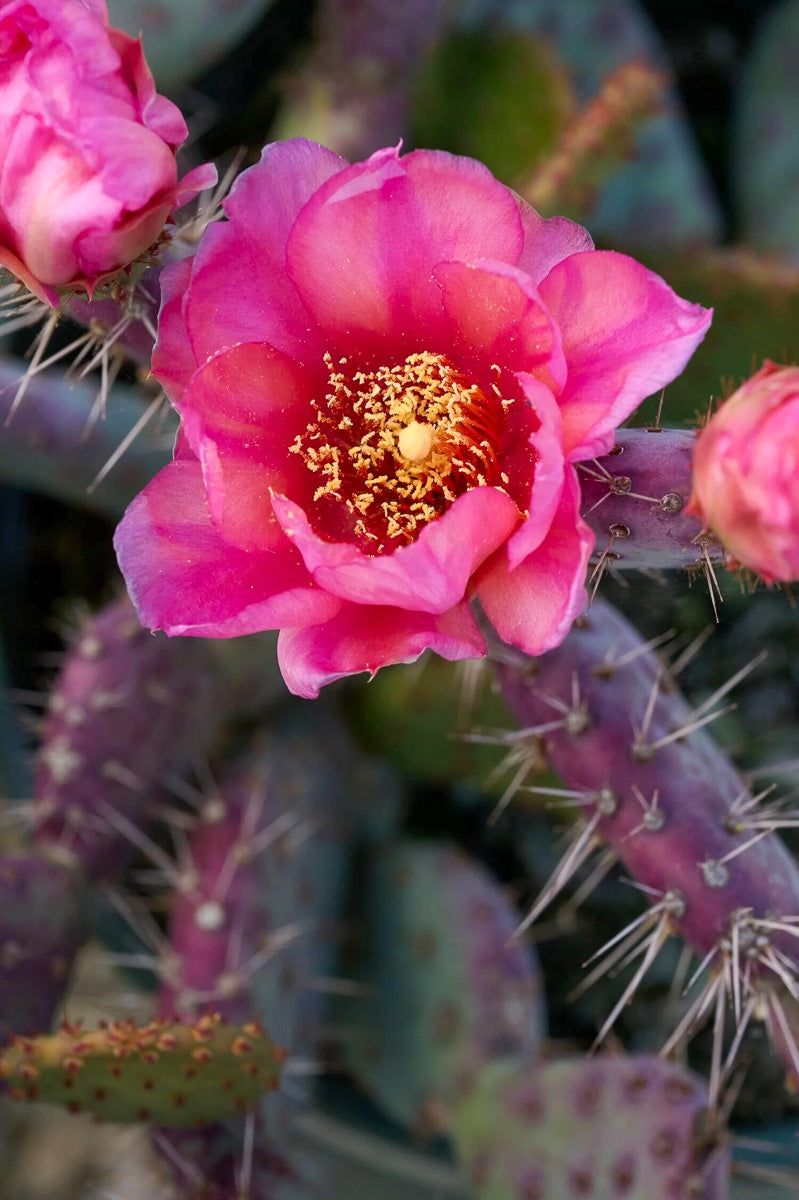 Opunita Baby Rita Prickly Pear 2G