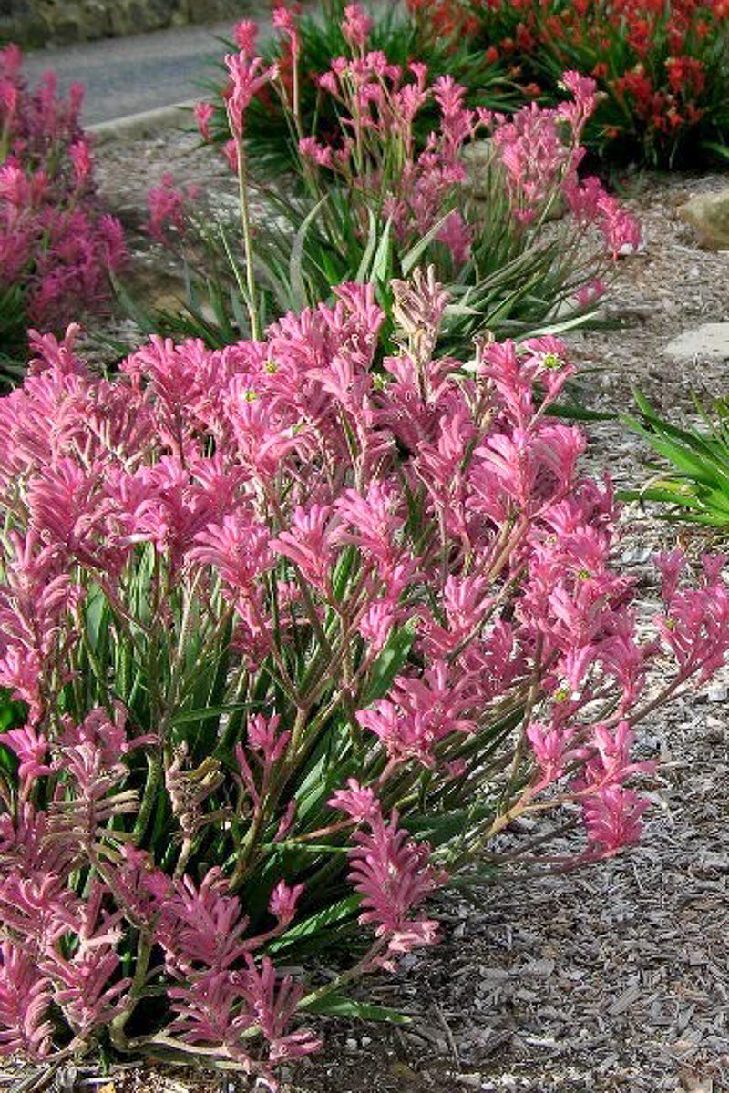Kangaroo Paw, Pearl Pink 1G