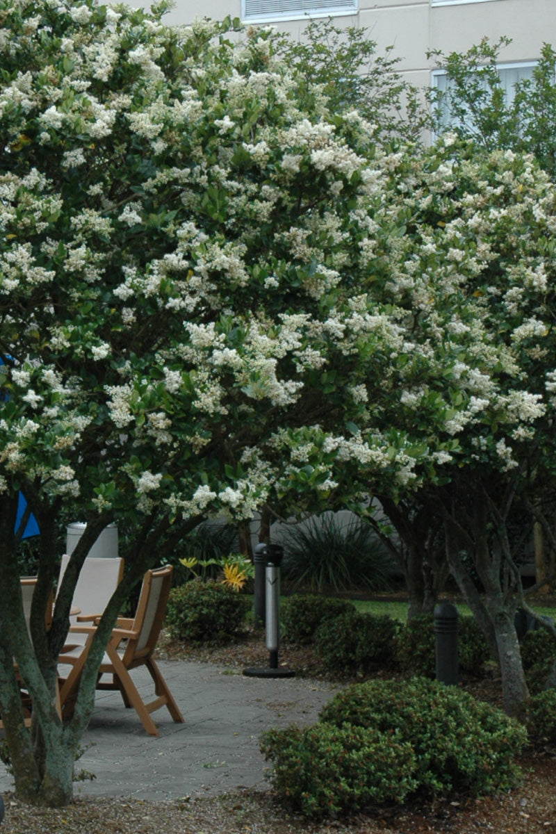 Waxleaf Ligustrum