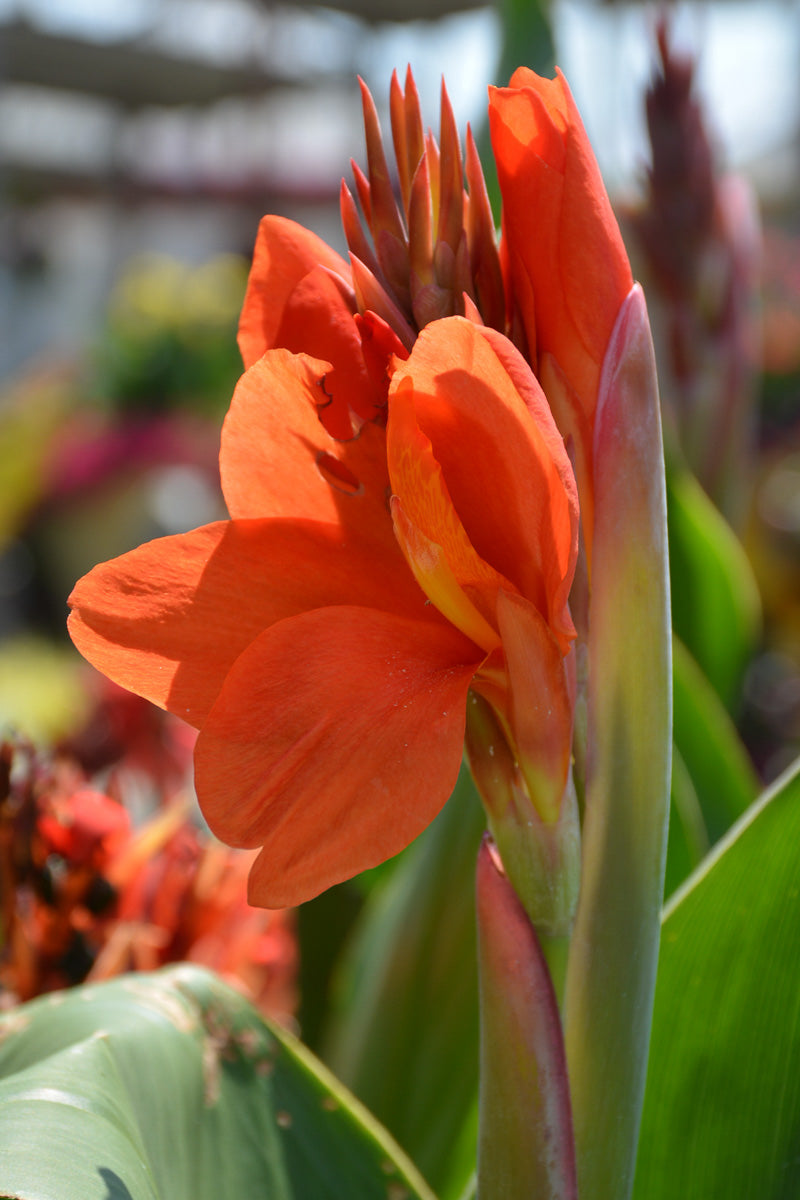 Canna, Green Leaf Orange