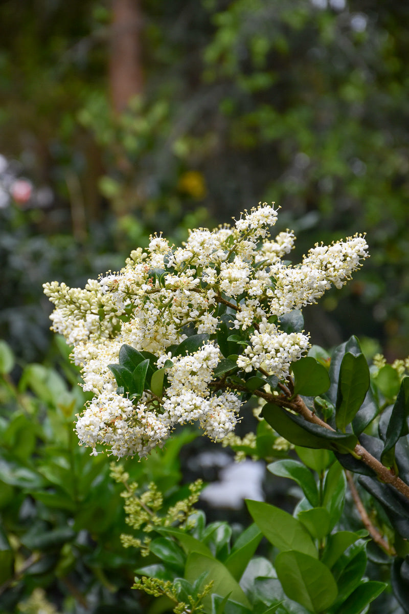Waxleaf Ligustrum