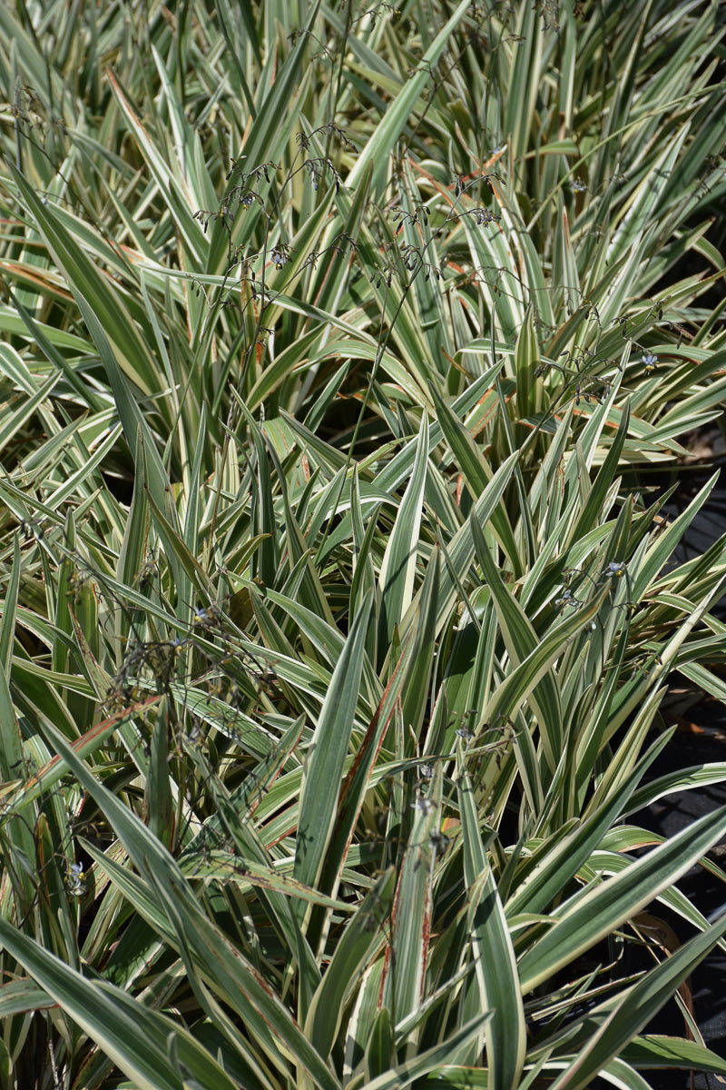 Dianella, Flax Lily Variegated 10"