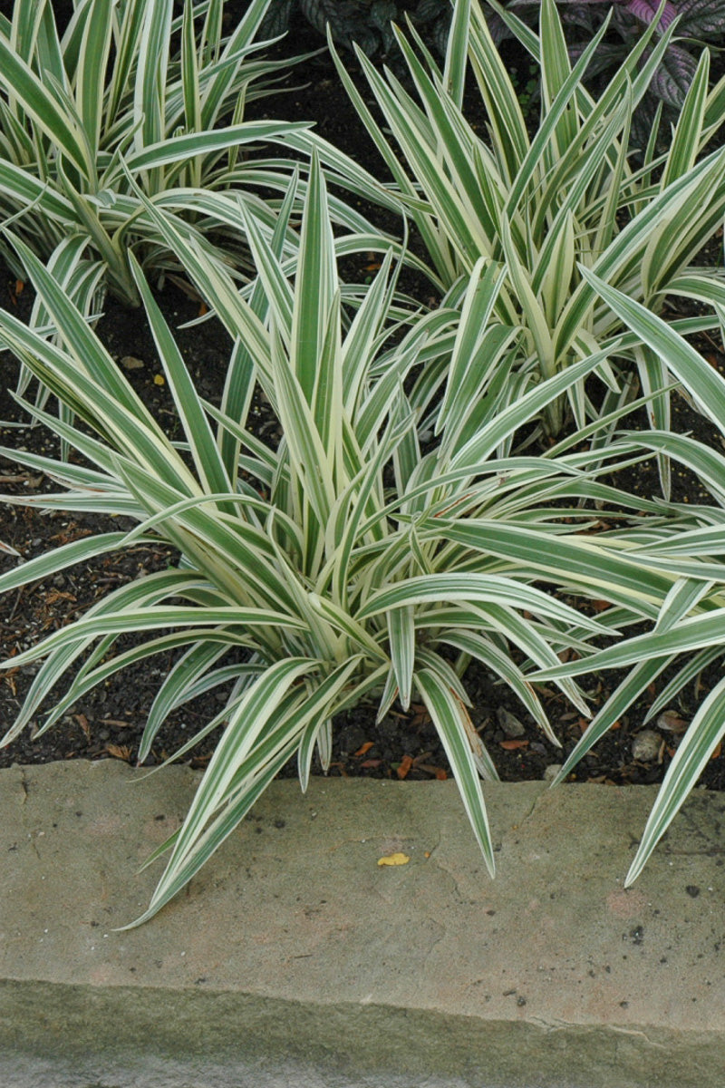Dianella, Flax Lily Variegated 10"
