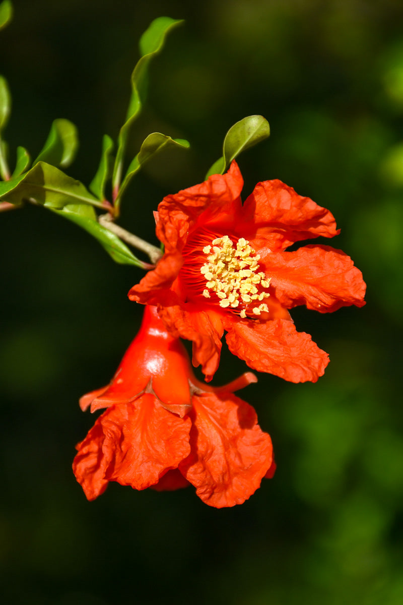 Pomegranate