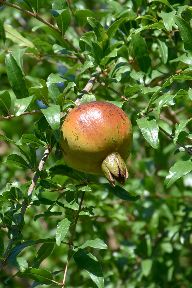 Pomegranate