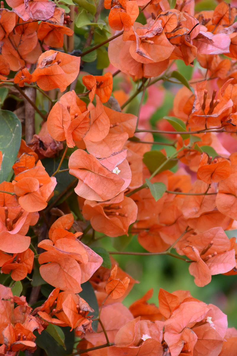 Bouganvilla, Orange King