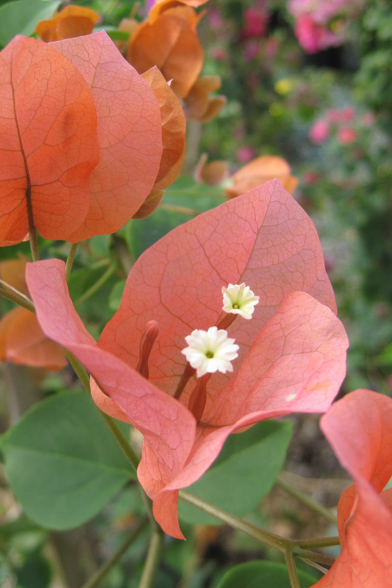 Bouganvilla, Orange King