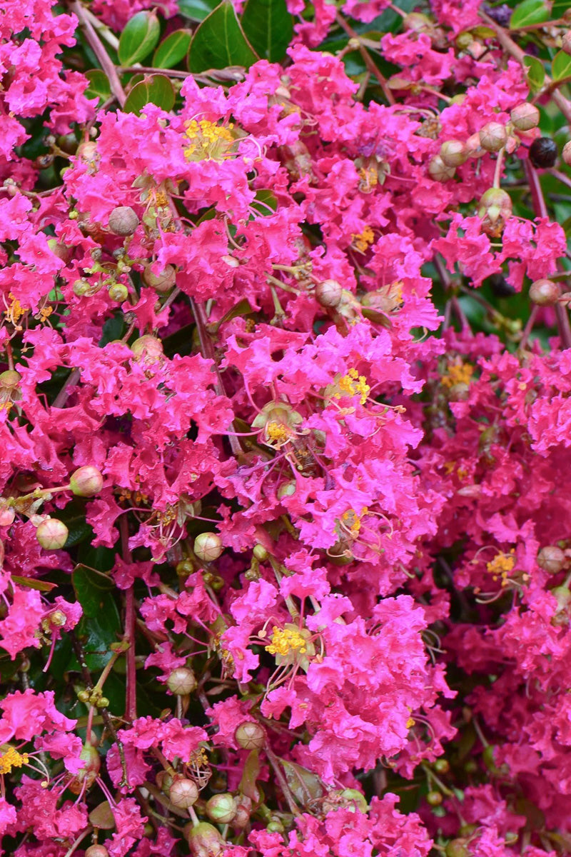 Crape Myrtle, Mimie Fuchsia