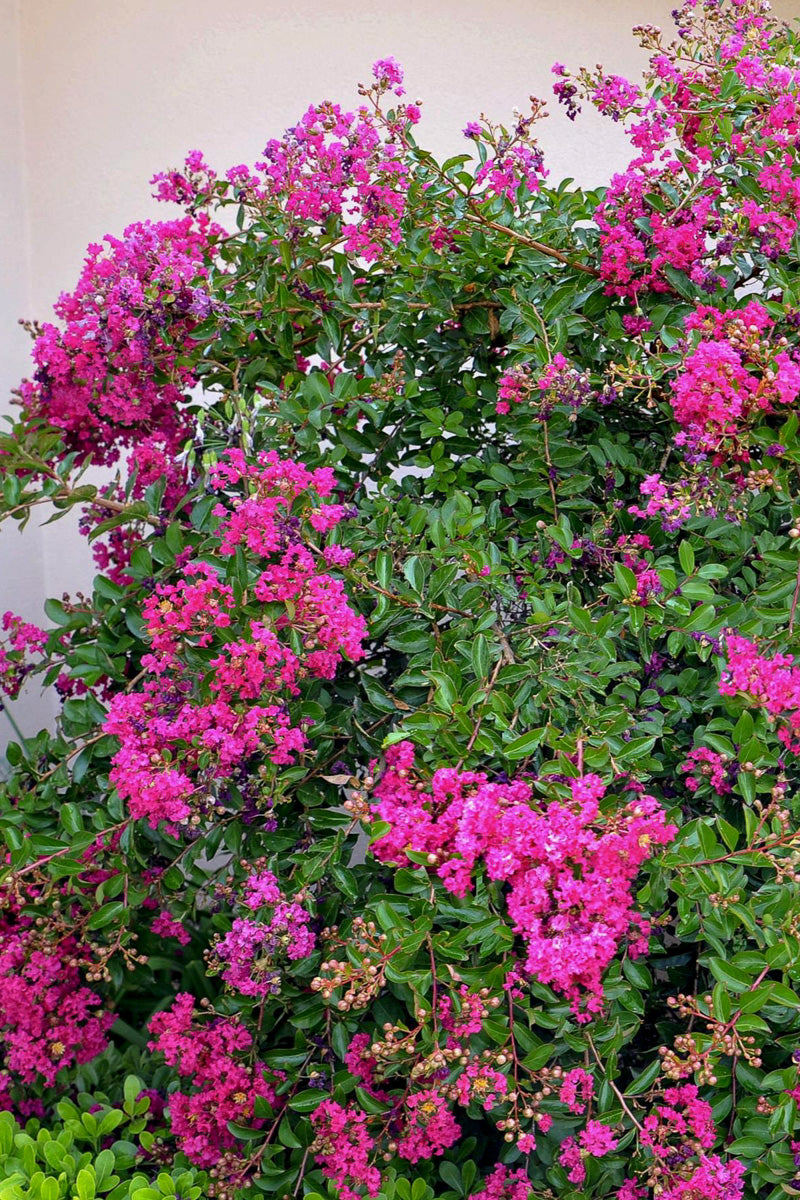Crape Myrtle, Mimie Fuchsia
