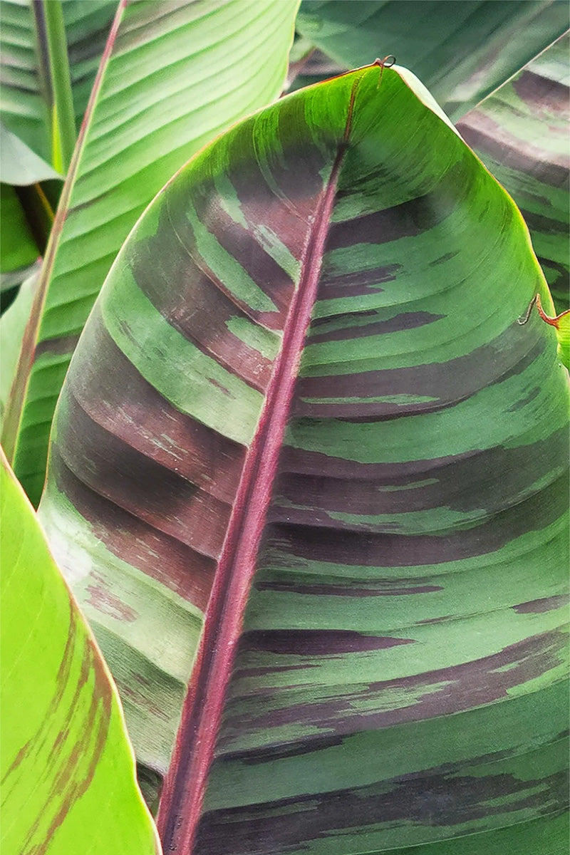Musa sikkimensis, (Banana Plant) Ever Red