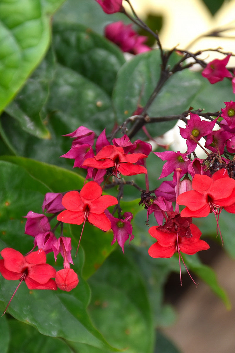Clerodendrum, Bleeding Heart Vine Red