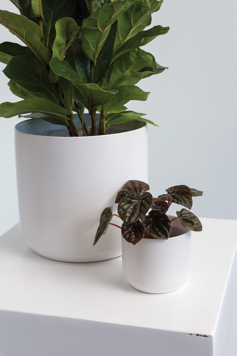 Kendall Pot 3.25"x2.75"
