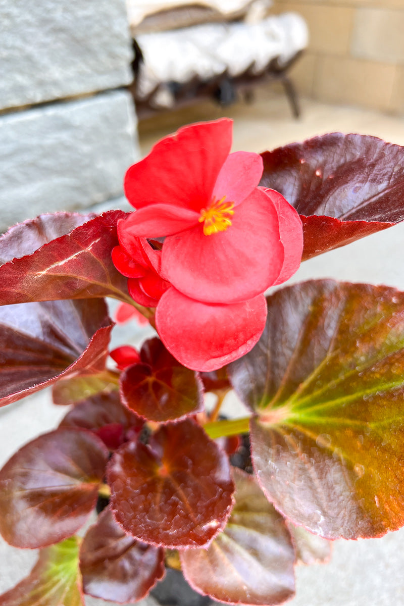 Begonia, Big Red Bronze Leaf