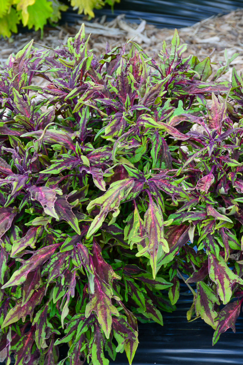 Coleus, Flamethrower Chili Pepper