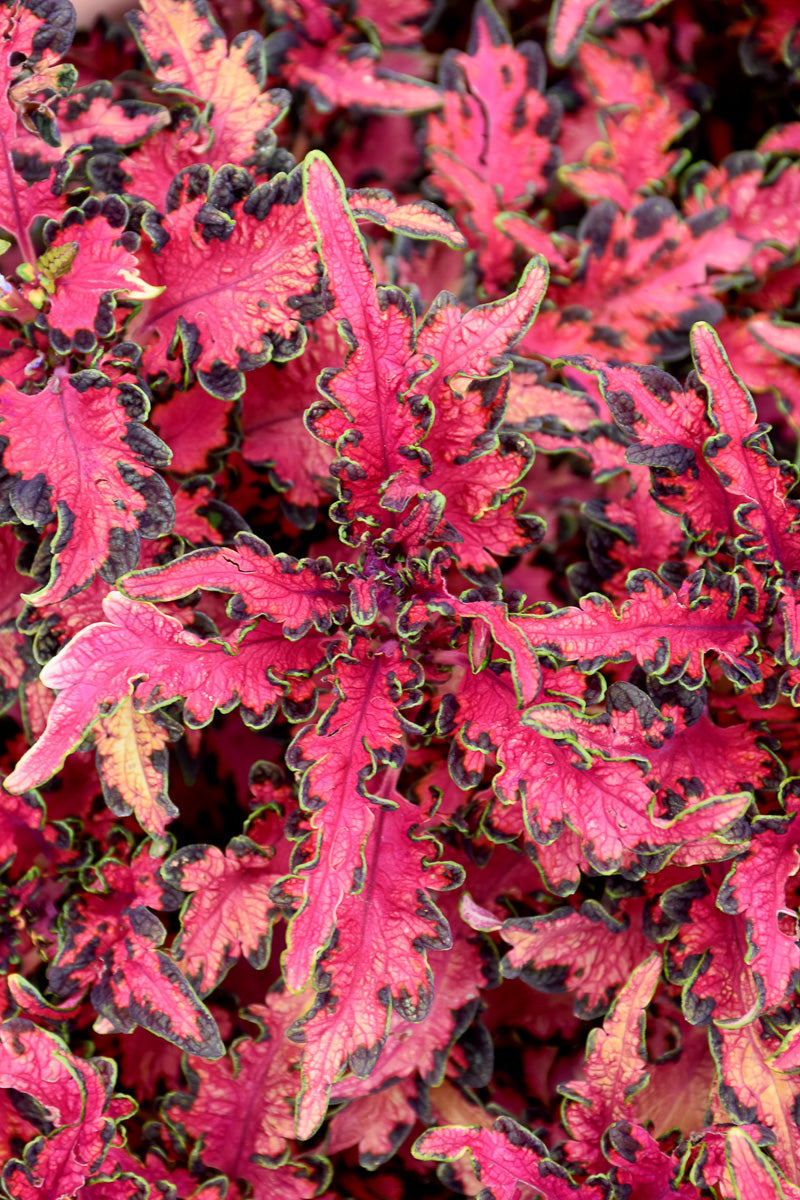 Coleus, Under The Sea Pink Reef