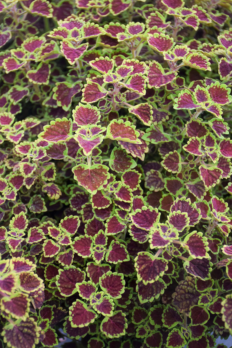 Coleus  Wedding Train