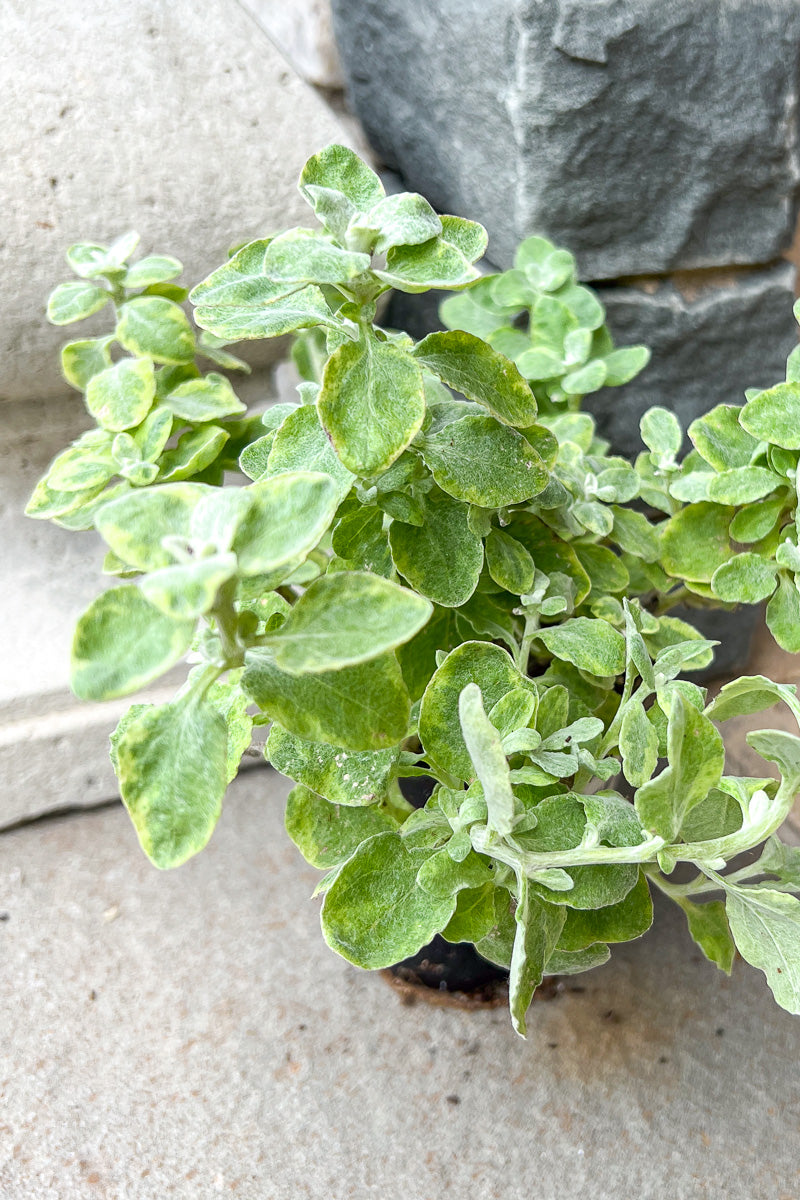 Helichrysum Variegated