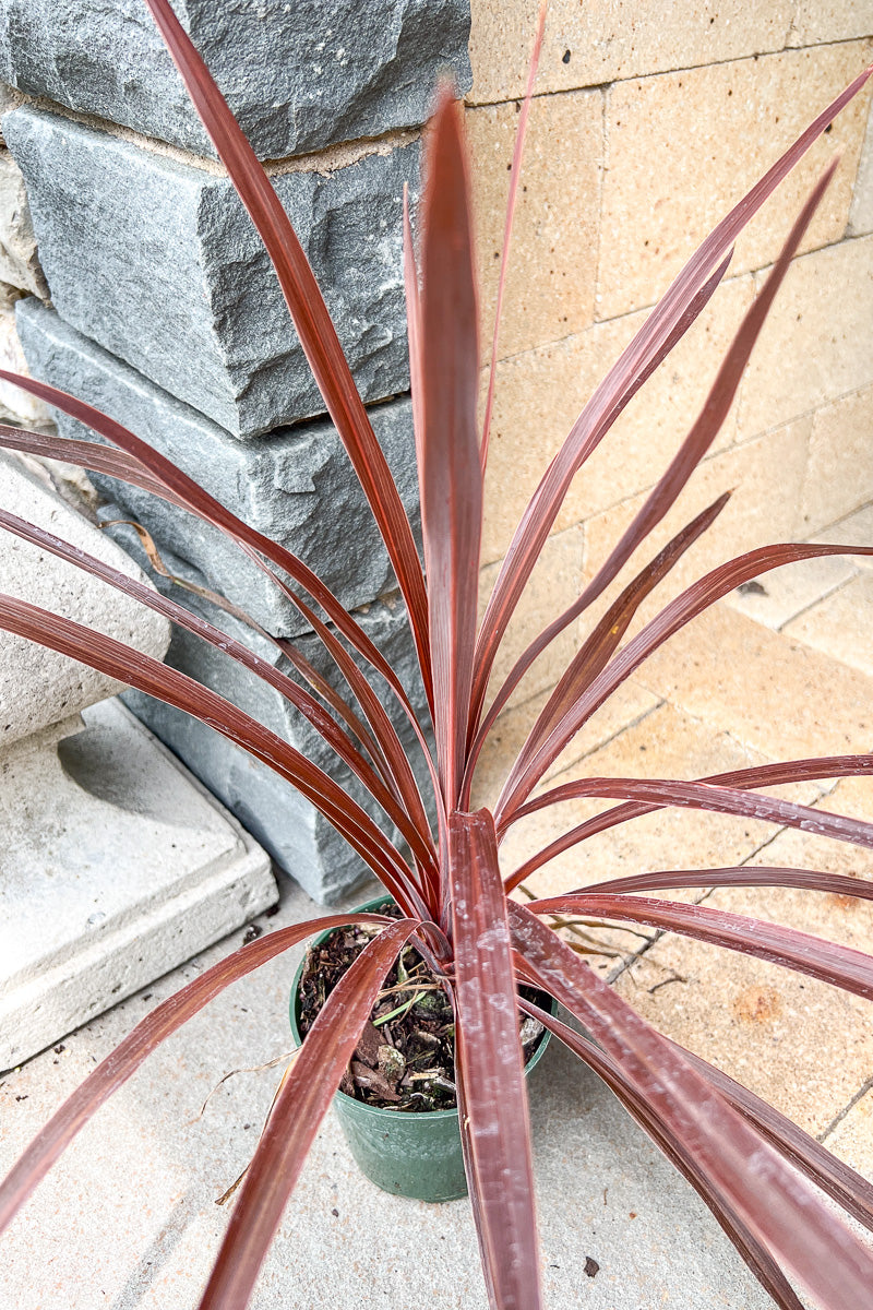 Dracaena, Spike
