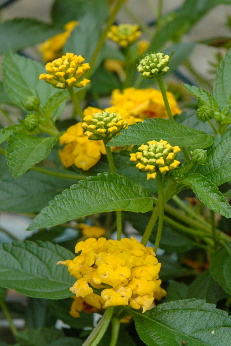 Lantana New Gold