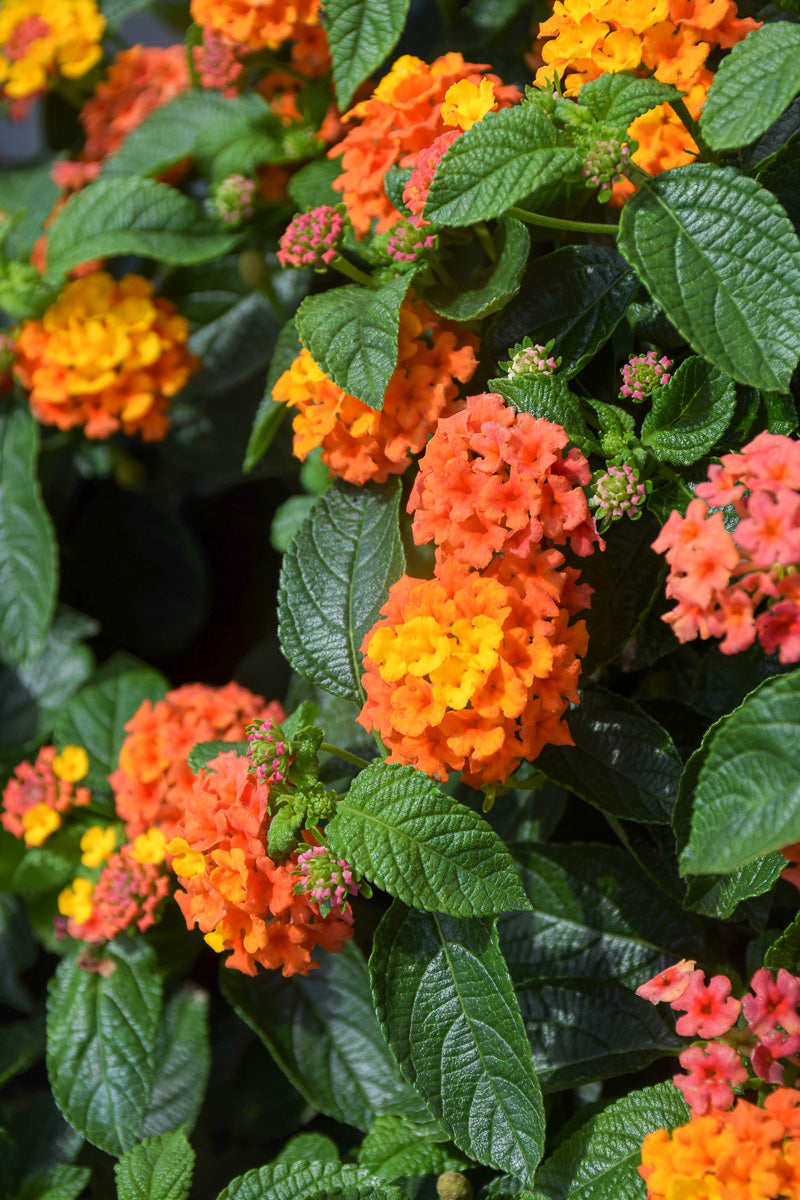 Lantana Lucky Flame
