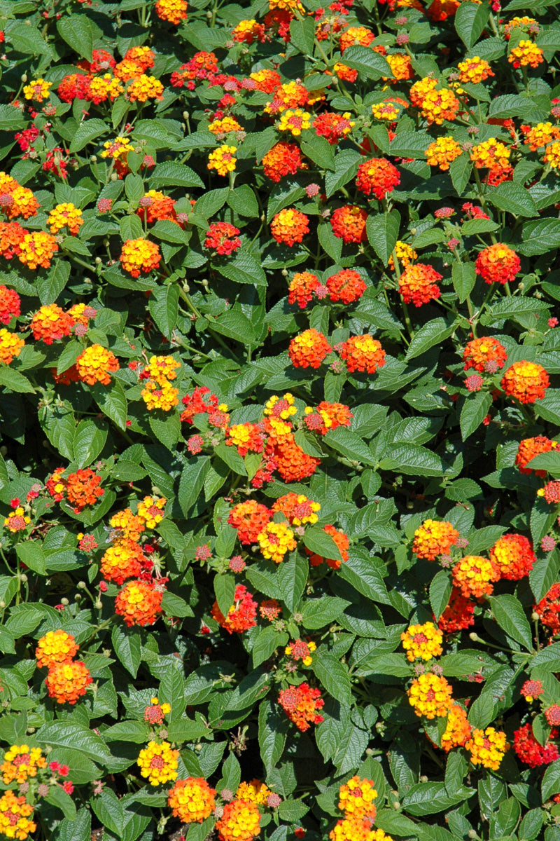 Lantana Lucky Flame