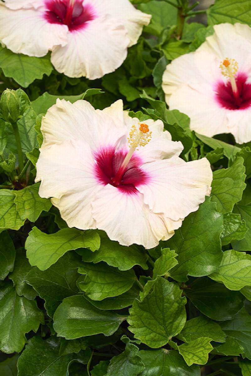 Hibiscus, Jazzy Jewel Opel