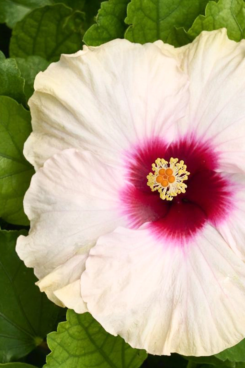 Hibiscus, Jazzy Jewel Opel