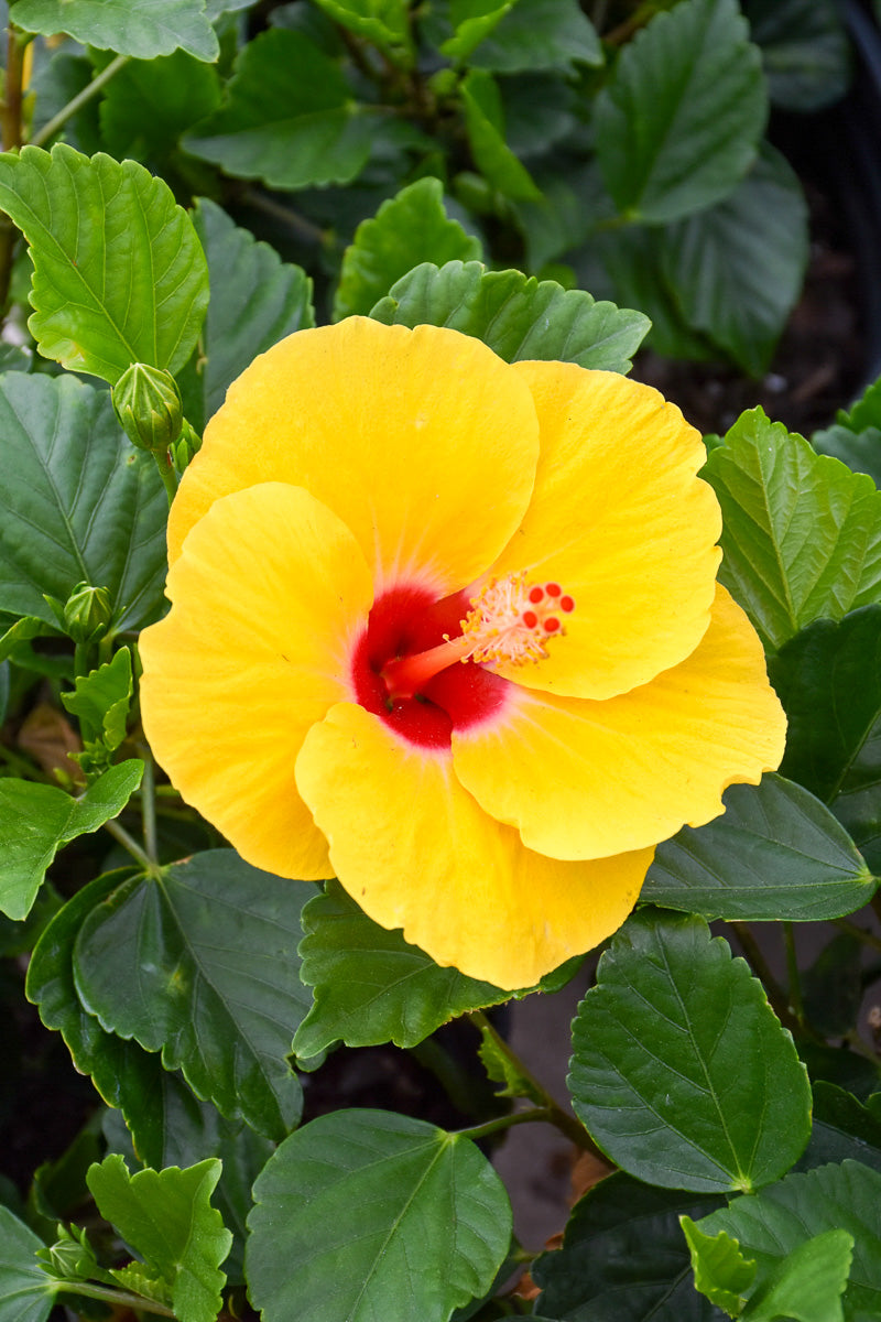 Hibiscus, Lilikoi Yellow