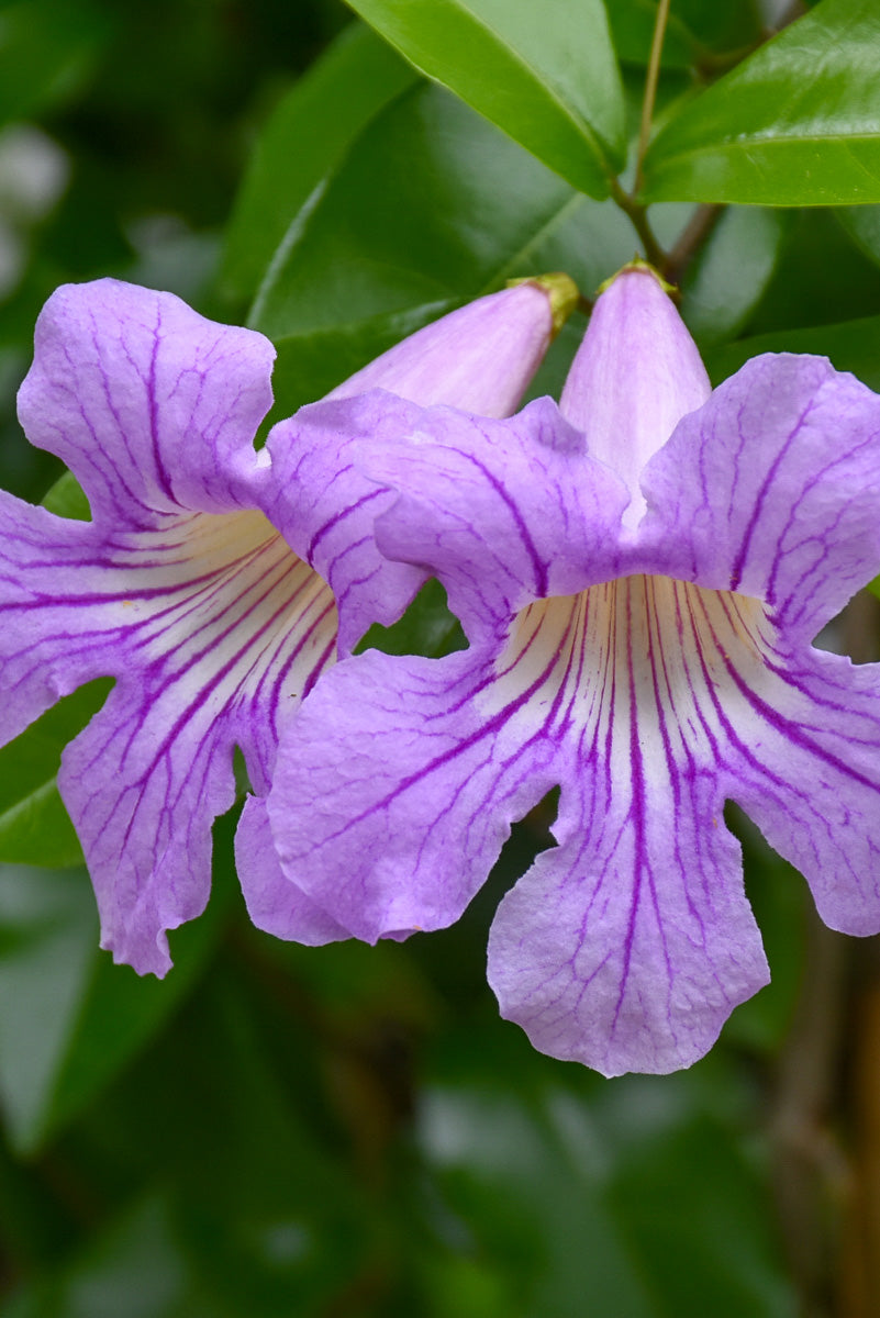 Lavender Trumpet Vine 1G
